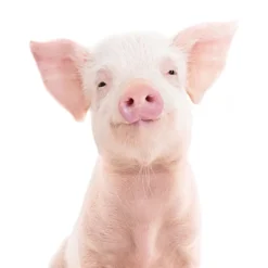 Americanflat Nursery Baby Animals - 8 Piece Square Framed With Mat Gallery Wall Set -Graco Shop GUEST 029e0a6a 48f0 4bb5 82f2 2a7532e438a8