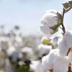 Organic Dream Certified Organic Cotton Lightweight 2-Stage Crib & Toddler Mattress -Graco Shop GUEST 0a297120 a9b8 4199 89b7 8650636fcf2b 1