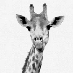 Set Of 8- 11x11 Gallery Square Framed Prints W/ Mats Decorative Wall Art Set - Black And White Jungle Nursery - Americanflat With Mat -Graco Shop GUEST 12c3e787 ddff 4117 a244 80b4611e1a78