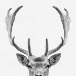 Set Of 8- 11x11 Gallery Square Framed Prints W/ Mats Decorative Wall Art Set - Black And White Jungle Nursery - Americanflat With Mat -Graco Shop GUEST 183c62bb 30d8 4f9a bc14 461c08929439