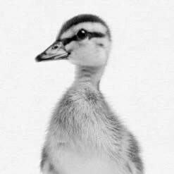 Set Of 8- 11x11 Gallery Square Framed Prints W/ Mats Decorative Wall Art Set - Black And White Jungle Nursery - Americanflat With Mat -Graco Shop GUEST 72fd9c56 8449 4553 94c1 3a7e1836c539