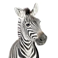 Americanflat Nursery Baby Animals - 8 Piece Square Framed With Mat Gallery Wall Set -Graco Shop GUEST 85fc226c 9511 4129 88ee c830fbf65796