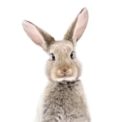 Americanflat Nursery Baby Animals - 8 Piece Square Framed With Mat Gallery Wall Set -Graco Shop GUEST a36c5dcf 7560 42ec 9b23 8a608b423b05