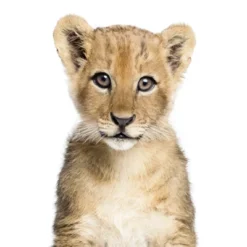 Americanflat Nursery Baby Animals - 8 Piece Square Framed With Mat Gallery Wall Set -Graco Shop GUEST ae3982da 3787 45d2 80f6 a4cf2d99c51e