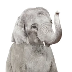 Americanflat Nursery Baby Animals - 8 Piece Square Framed With Mat Gallery Wall Set -Graco Shop GUEST b587eea6 9faf 46ca a314 278a9e785403