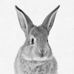 Set Of 8- 11x11 Gallery Square Framed Prints W/ Mats Decorative Wall Art Set - Black And White Jungle Nursery - Americanflat With Mat -Graco Shop GUEST c5e5fdca 41be 4d85 94b8 063b2531adc8