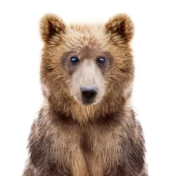 Americanflat Nursery Baby Animals - 8 Piece Square Framed With Mat Gallery Wall Set -Graco Shop GUEST f87dd83a 51d7 46f3 9278 e946bbdc9399